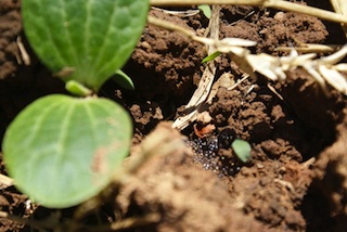 seedling